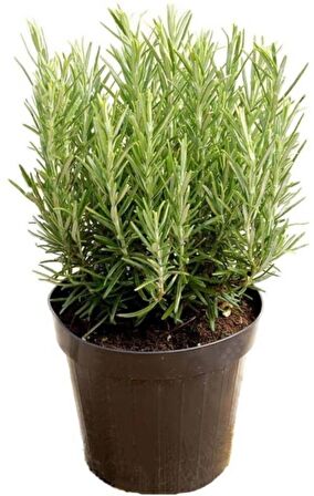 Biberiye Fidanı 1 Adet 15-25 Cm Rosemary