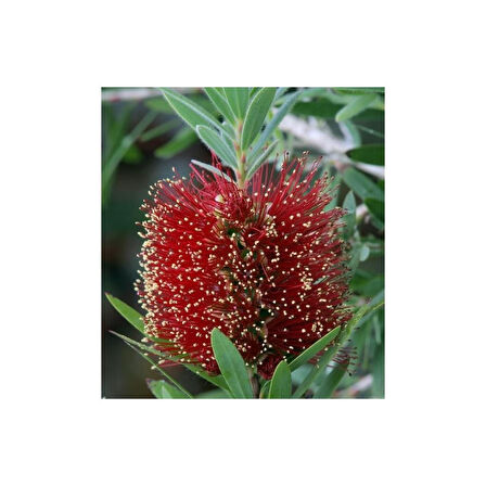 Fırça Çalısı Fidanı Callistemon Laevis 50-90 cm 