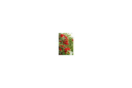 Fırça Çalısı Fidanı Callistemon Laevis 50-90 cm 