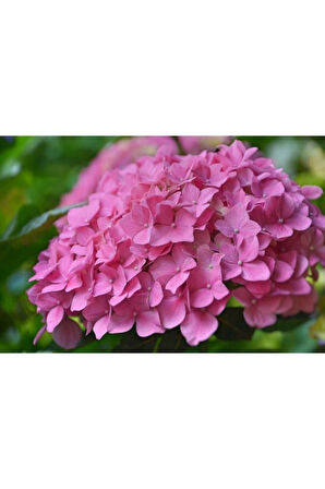 Pink Pembe Ortanca Fidanı 10-20 cm Hydrangea Mocnophylla 