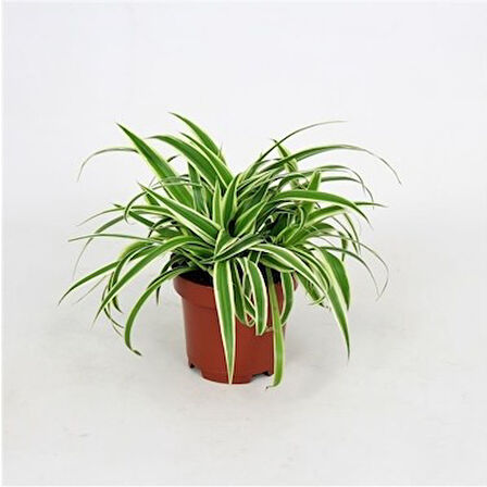Çok Yıllık Kurdele Çiçeği Chlorophytum 10-20 cm