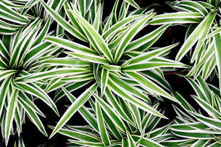 Çok Yıllık Kurdele Çiçeği Chlorophytum 10-20 cm
