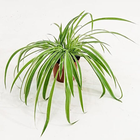 Çok Yıllık Kurdele Çiçeği Chlorophytum 10-20 cm