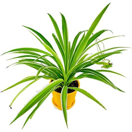 Kordele Kurdele Çiçeği Fidanı Chlorophytum 15-25 cm