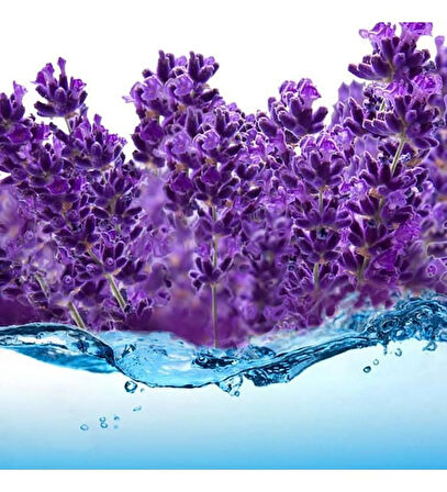 Orkide Moru Lavanta Fidanı 10 Adet 15-25 Cm Intermedia