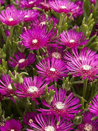 Lavanta Çiçeği Fidanı 15-25 Cm 10 Adet Kabristan Mezarlık İçin 