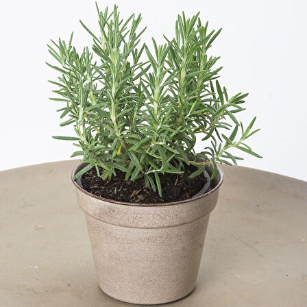 Lavanta Çiçeği Fidanı 15-25 Cm 10 Adet Kabristan Mezarlık İçin 