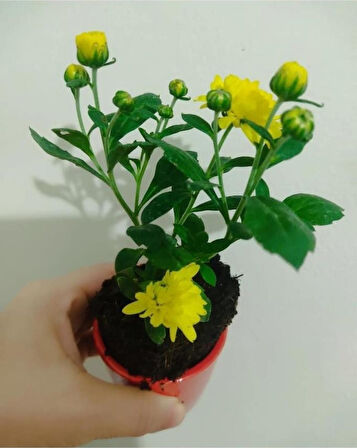 Karışık Renk Kasımpatı Çiçeği Fidanı Fidesi 10-20 cm 1 Adet