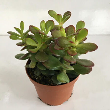 Küçük Boy Crassula Ovata Para Çiçeği Fidanı 10-20 cm