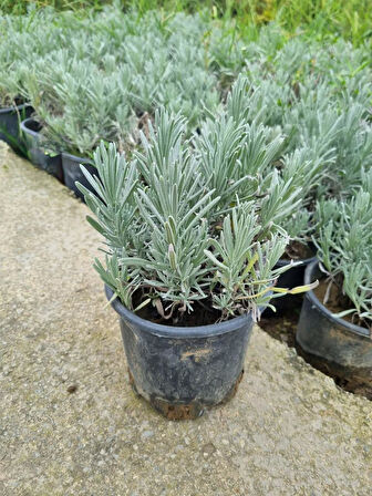 Lila Lavandula Angustifolia Lavanta Fidanı 10-20 cm