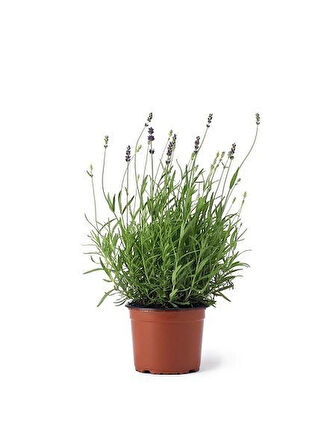 Lila Lavandula Angustifolia Lavanta Fidanı 10-20 cm