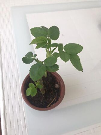 Tüplü Kokulu Reçellik Pembe Isparta Gülü Fidanı 15-25 Cm
