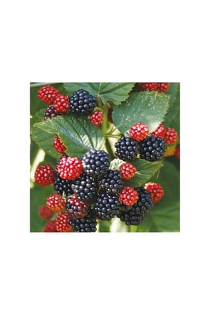 Jumbo Böğürtlen Fidanı ( Dikensiz )10-20 cm