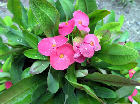 Sıcak Pembe Dikenler Tacı Euphorbia Fidanı 10-30 cm