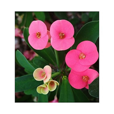 Sıcak Pembe Dikenler Tacı Euphorbia Fidanı 10-30 cm