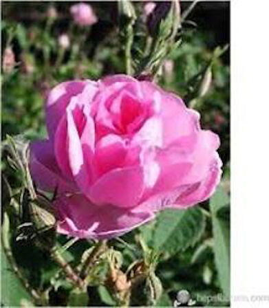 Yediveren Kokulu Isparta Gül Fidanı Reçellik  Rosa Damascena 10-20 Cm