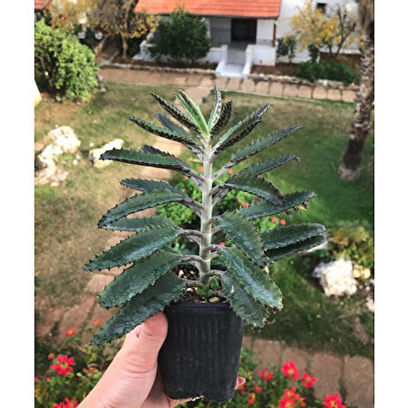 Echeveria Aşkın Gözyaşı Çiçeği 15-25 cm