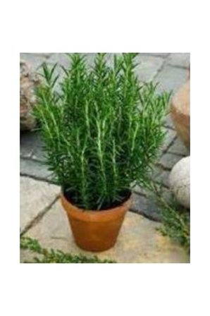 Biberiye Fidanı Saksıda 10-20 cm