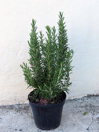 Biberiye Fidanı Saksıda 10-20 cm