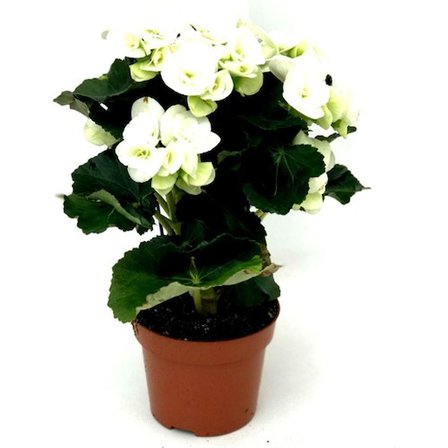 Begonya Çiçeği Fidanı Beyaz 10-20 cm