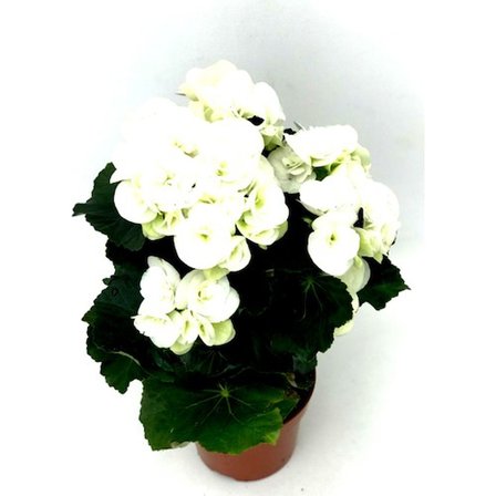 Begonya Çiçeği Fidanı Beyaz 10-20 cm