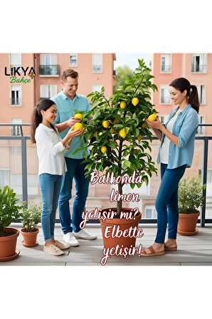 SONBAHAR AĞAÇ BESİNİ