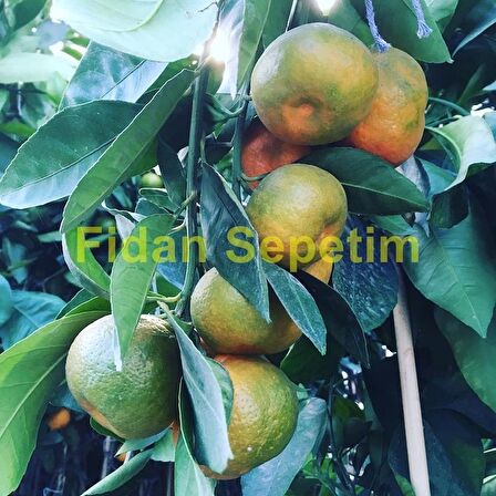 3 Yaş Aşılı Satsuma Mandalina Fidanı *Üzeri Meyveli*