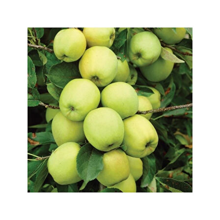 Yeşil Golden Reinses Elma Fidanı Açık Kök 40-80 cm