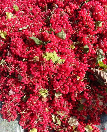 Gilaburu Meyvesi 2,5 kg Taze Yeni Mahsül ( Girabulu,Girebolu,Girebulu)