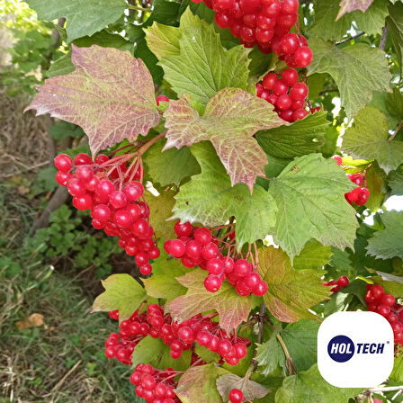 Gilaburu Meyvesi Doğal Şifa Kaynağı  10 Lt - 5kg