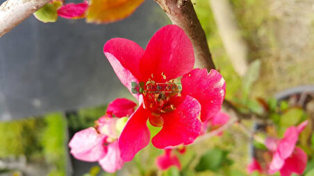 Bahar Dalı Chaenomeles Japon Ayvası Fidanı 30-50 cm 