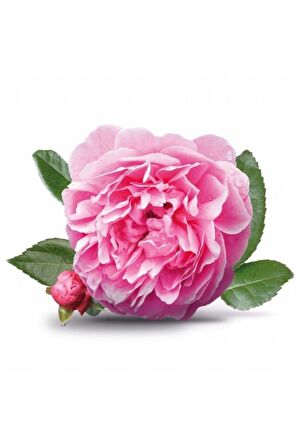 Tüplü Yöresel Reçellik Kokulu Pembe Isparta Gülü Fidanı 15-25 Cm
