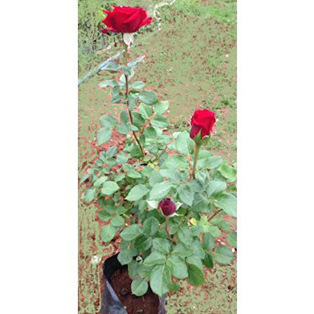 Nar Kırmızı Gül Fidanı Sakıslı 10-30 cm