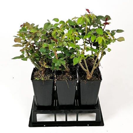 Aşılı Gül Fidanı Kayısı Renkli 15-25 cm