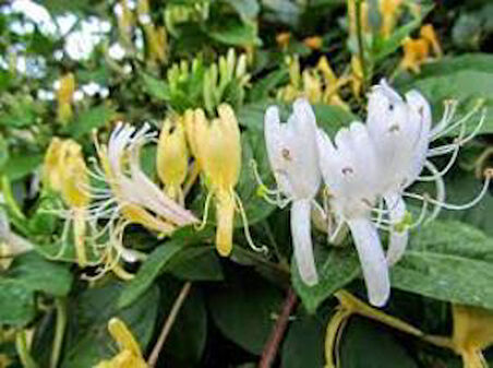 Afife Hanımeli Fidanı Lonicera Caprifolium 10-20 cm