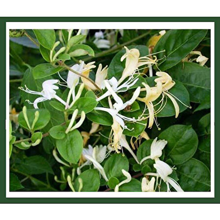 Afife Hanımeli Fidanı Lonicera Caprifolium 10-20 cm