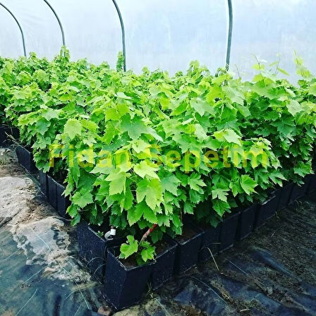 2 Yaş Erenköy Beyazı Üzüm Fidanı