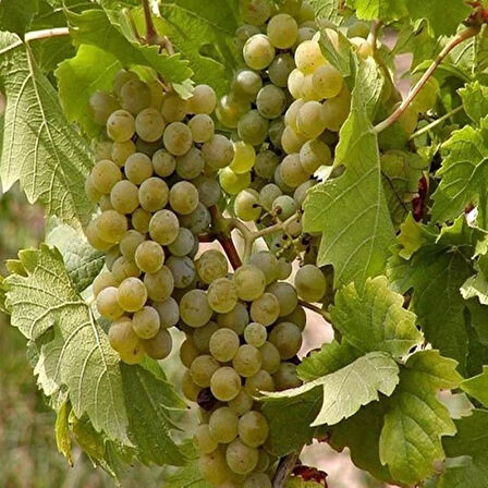 2 Yaş Erenköy Beyazı Üzüm Fidanı