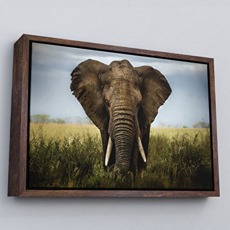 Beyaz Çerçeveli Fil Dekoratif Kanvas Tablo
