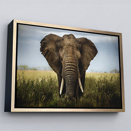 Kahverengi Çerçeveli Fil Dekoratif Kanvas Tablo