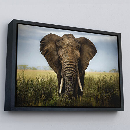 Kahverengi Çerçeveli Fil Dekoratif Kanvas Tablo