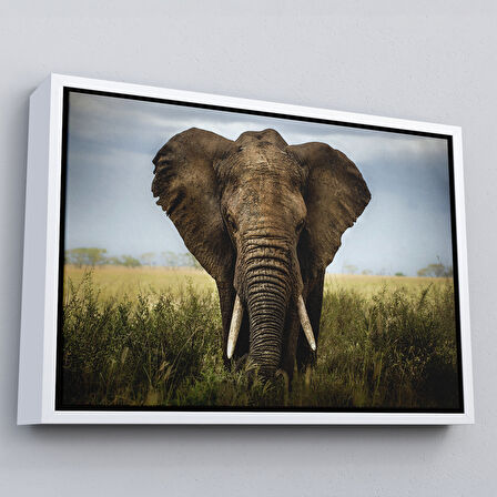 Kahverengi Çerçeveli Fil Dekoratif Kanvas Tablo