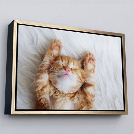 Altın Çerçeveli Yavru Kedi Dekoratif Kanvas Tablo