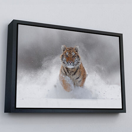 Beyaz Çerçeveli Karda Koşan Yavru Kaplan Dekoratif Kanvas Tablo