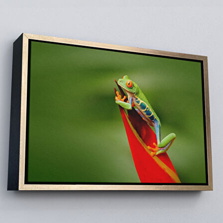 Kahverengi Çerçeveli Renkli Kurbağa Dekoratif Kanvas Tablo