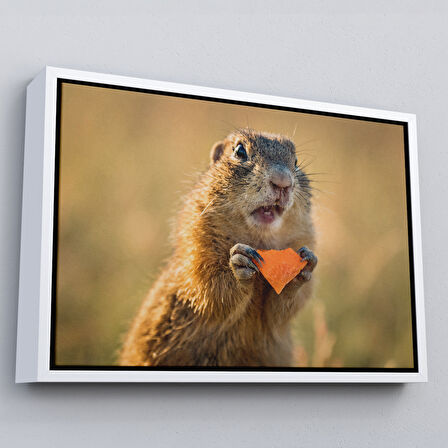 Beyaz Çerçeveli Şaşkın Sincap Dekoratif Kanvas Tablo