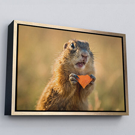 Beyaz Çerçeveli Şaşkın Sincap Dekoratif Kanvas Tablo