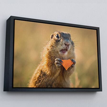 Beyaz Çerçeveli Şaşkın Sincap Dekoratif Kanvas Tablo