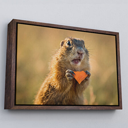 Kahverengi Çerçeveli Şaşkın Sincap Dekoratif Kanvas Tablo