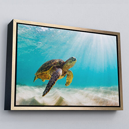Altın Çerçeveli Caretta Caretta Dekoratif Kanvas Tablo